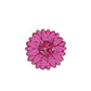 Pink Confetti Sunflower
